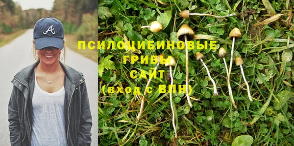 стаф Осинники